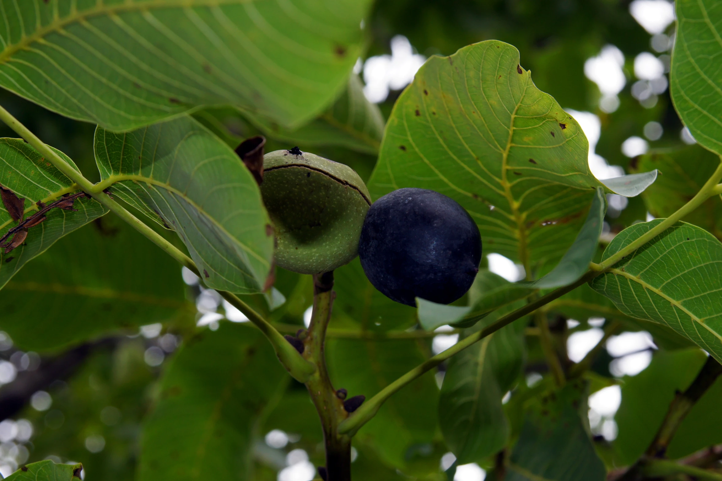 there is a berry hanging on a tree