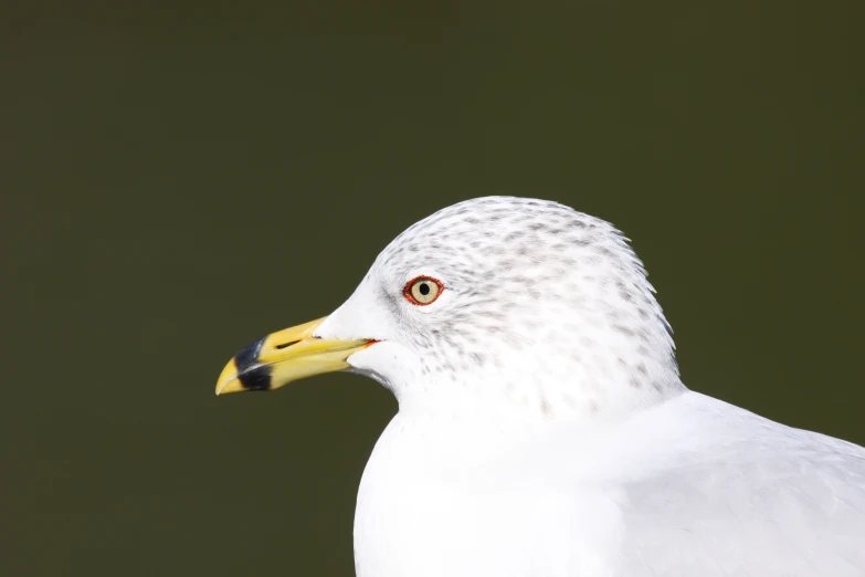 a close up s of a white bird