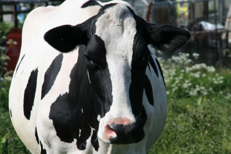 a cow looking in the camera while it's standing in the grass