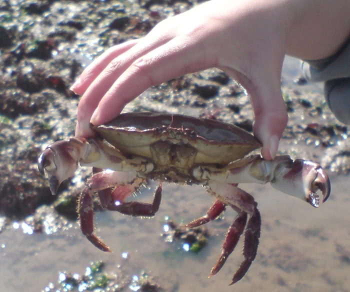 a close - up of a person holding a crab