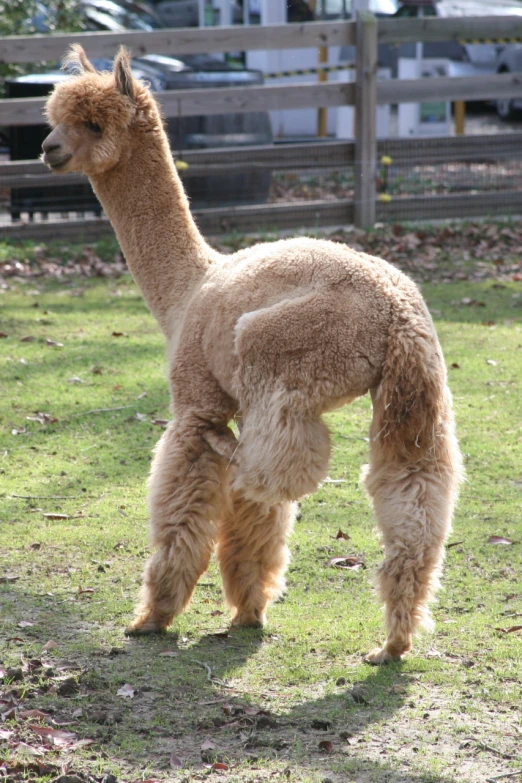 an image of a llama on grass