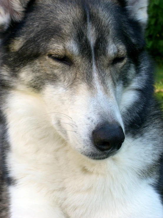 closeup image of the head and shoulders of a dog, with eyes closed
