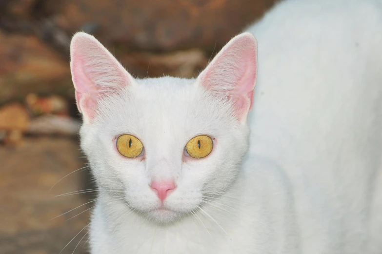 white cat with yellow eyes staring to the side