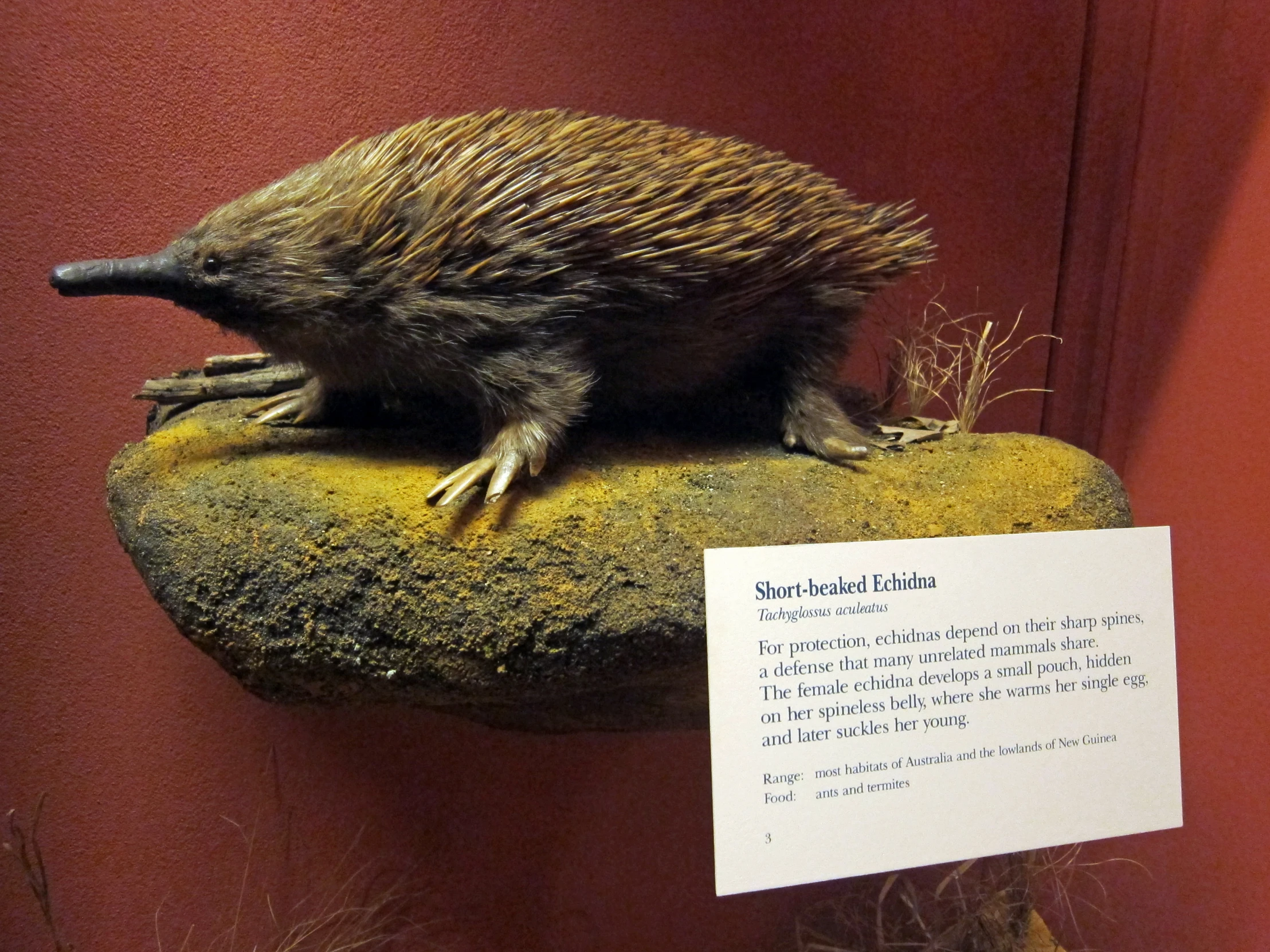 an echided is sitting on top of a moss