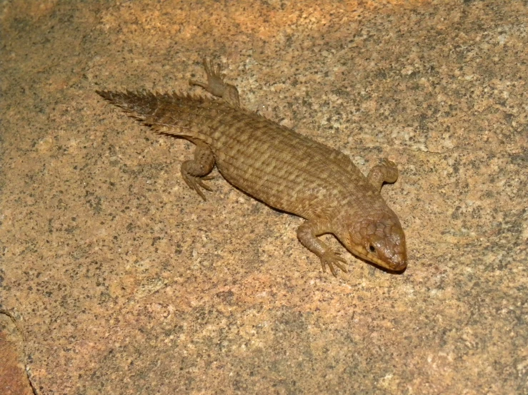 a baby gecko crawling on the ground,