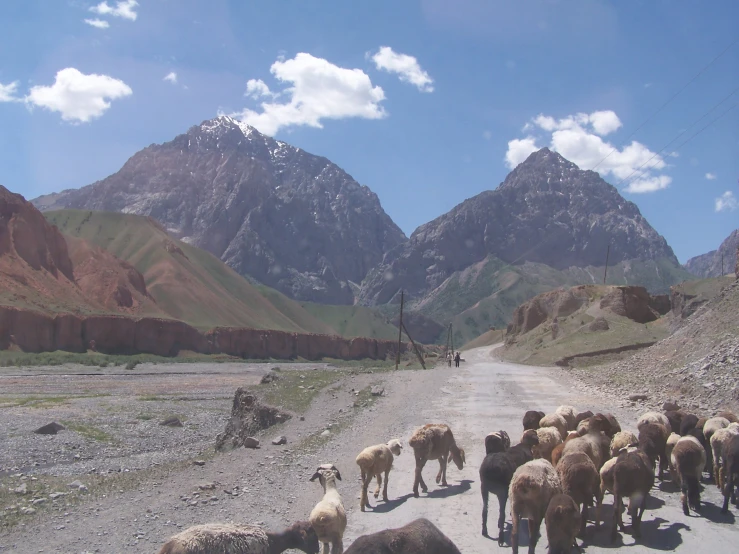 a herd of sheep walking on the side of a mountain road