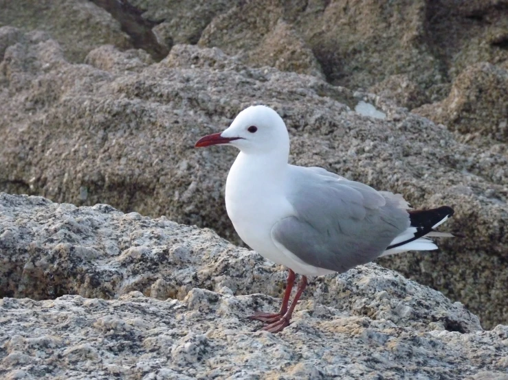 a close up of a bird on a rocky beach