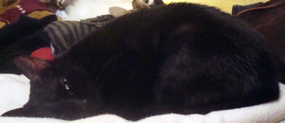 a black cat sleeping on a white blanket