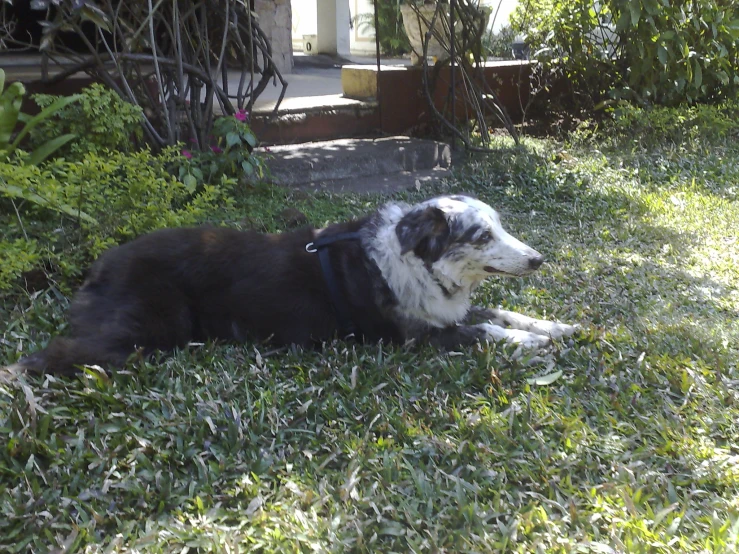 a dog is laying in the yard with grass