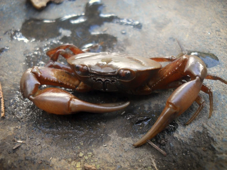 a brown crab is laying down on the ground