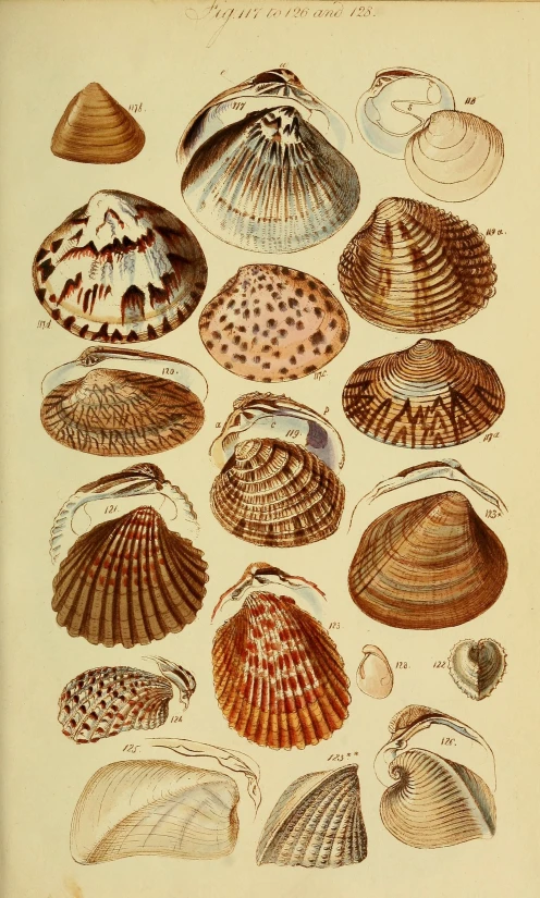 a drawing of some sea shells