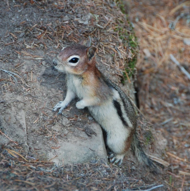 a squirrel is standing next to the corner of a tree