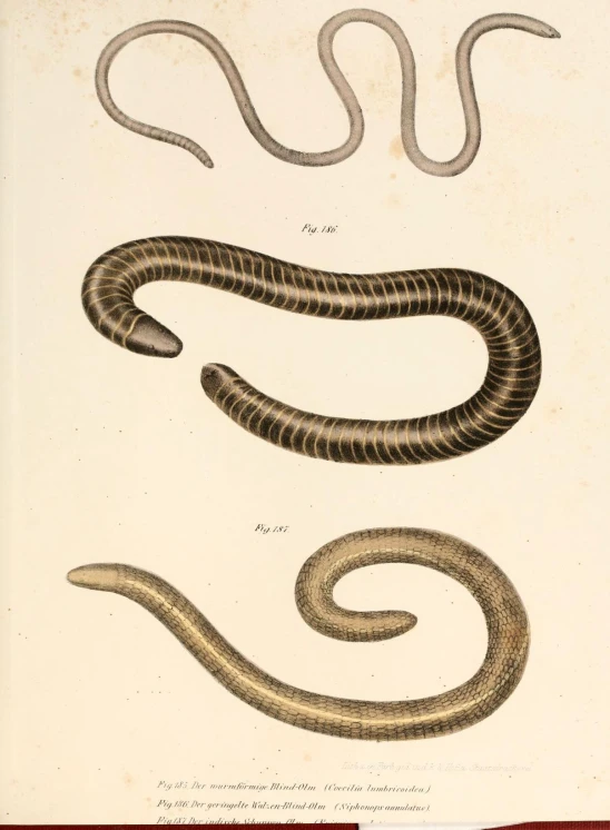 a print showing two snakes with their tails curled