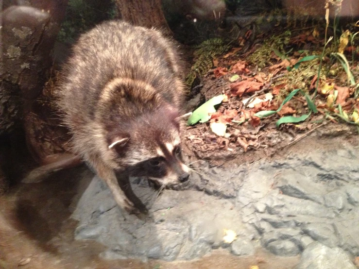 a rac stands and stares down at the ground