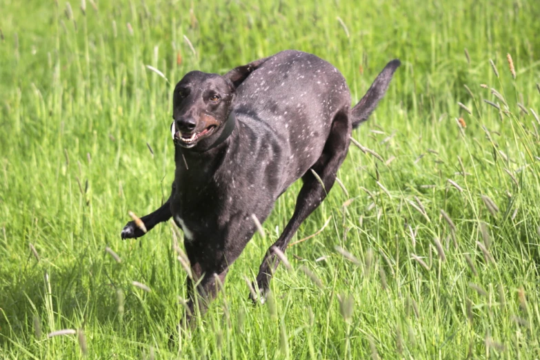a black dog running through the tall grass