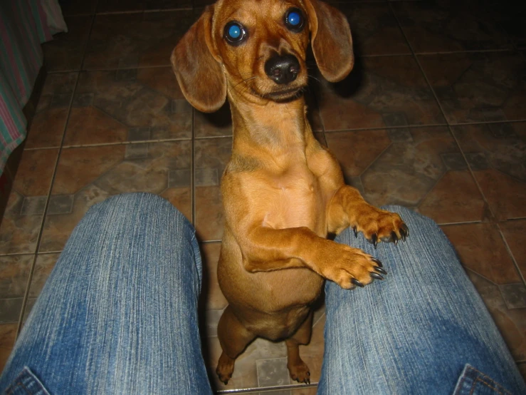 a brown dog with blue eyes standing up