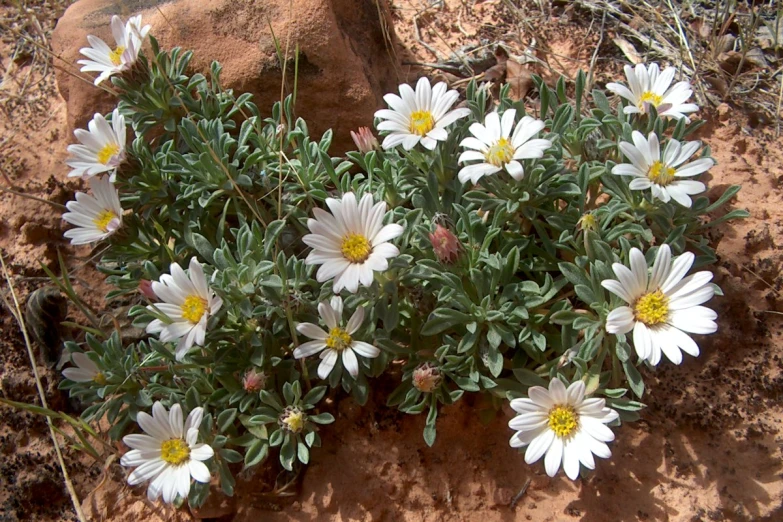 flowers growing out of the dirt on a rocky trail