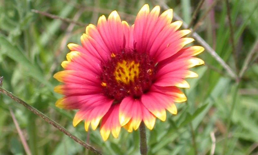 this is a close up of the pink and yellow flower