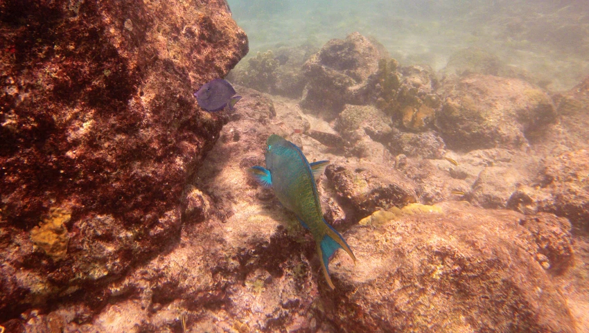 the blue and green fish is standing on the rocks