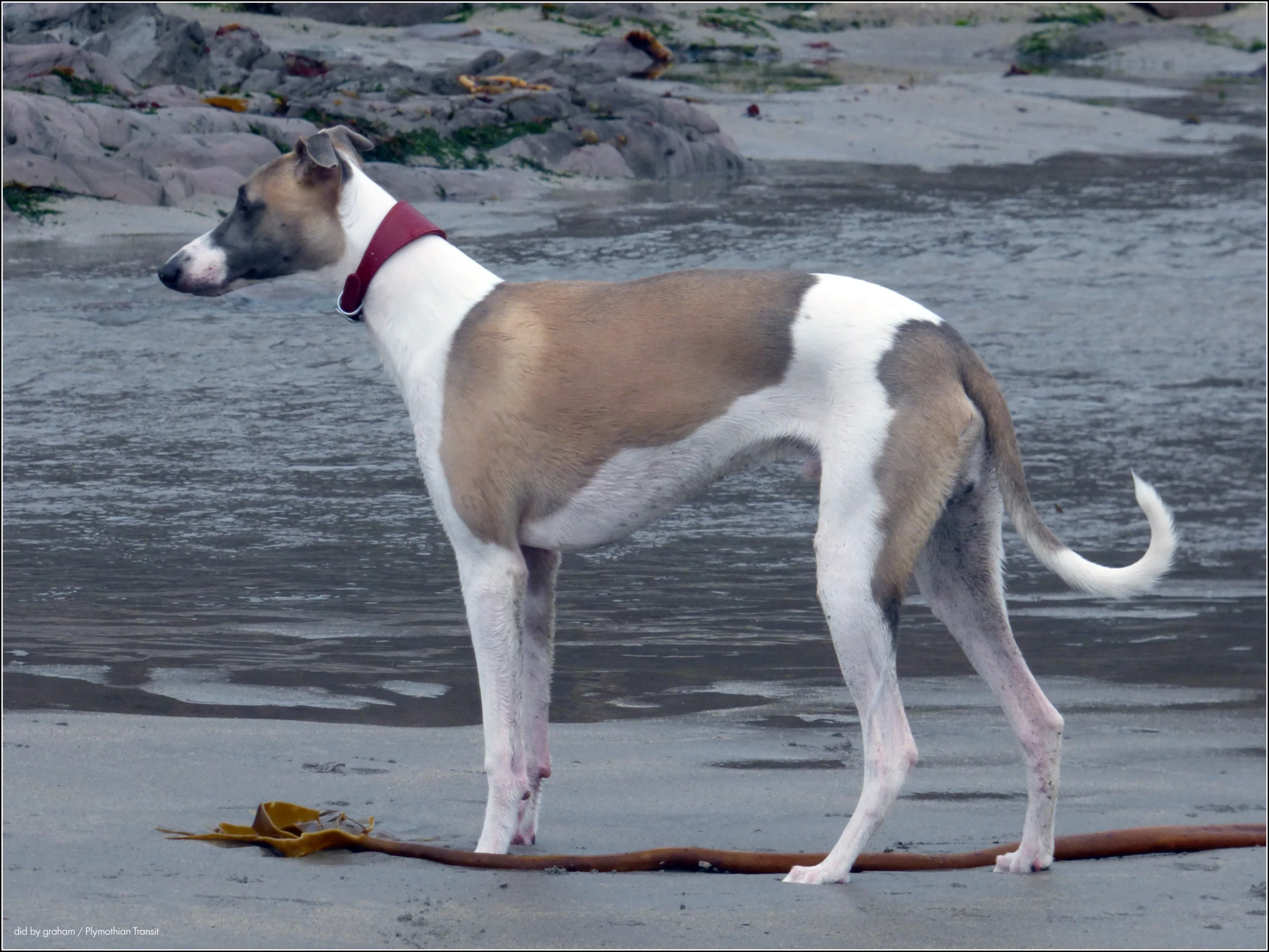 a dog standing on a beach next to a yellow object