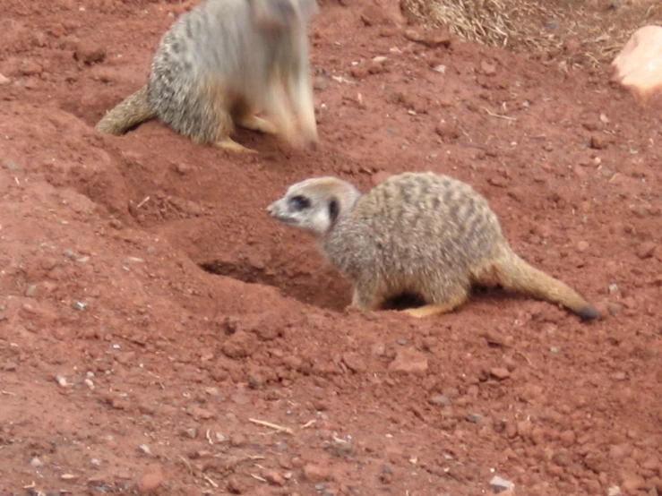 two baby meerkats are walking around in the dirt
