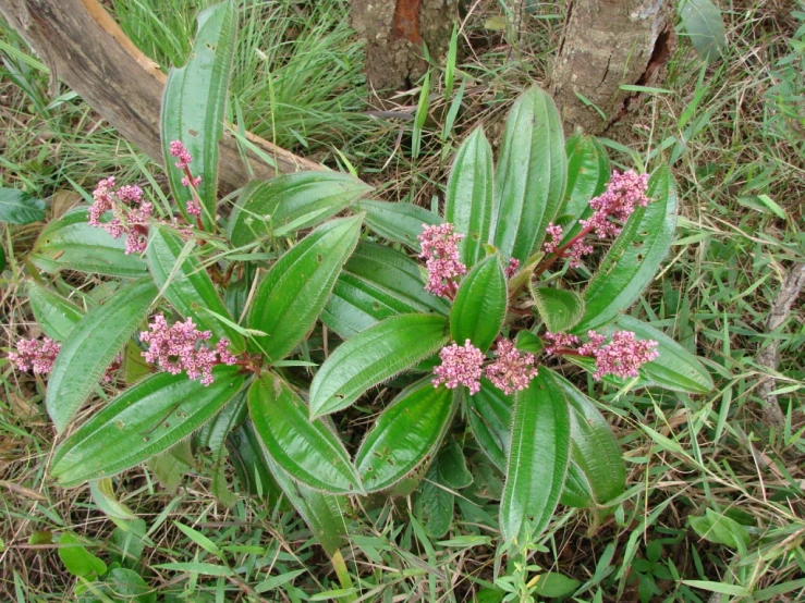 pink flowers with green leaves next to the woods