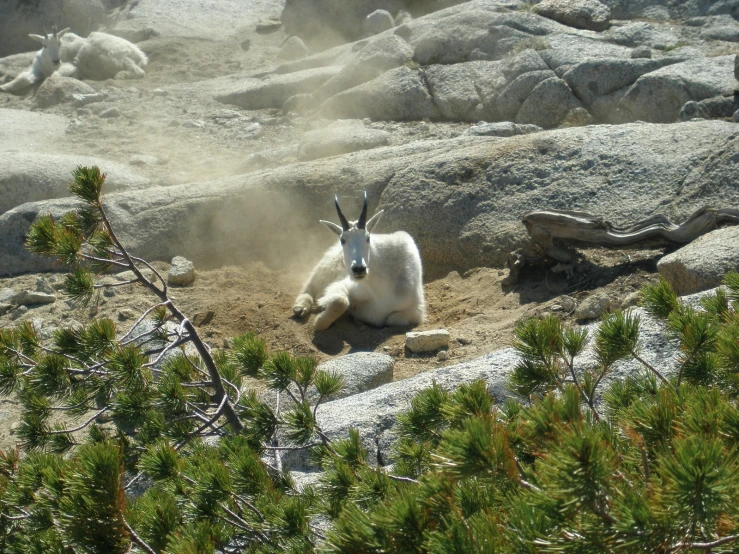 an animal is sitting down by the rocks