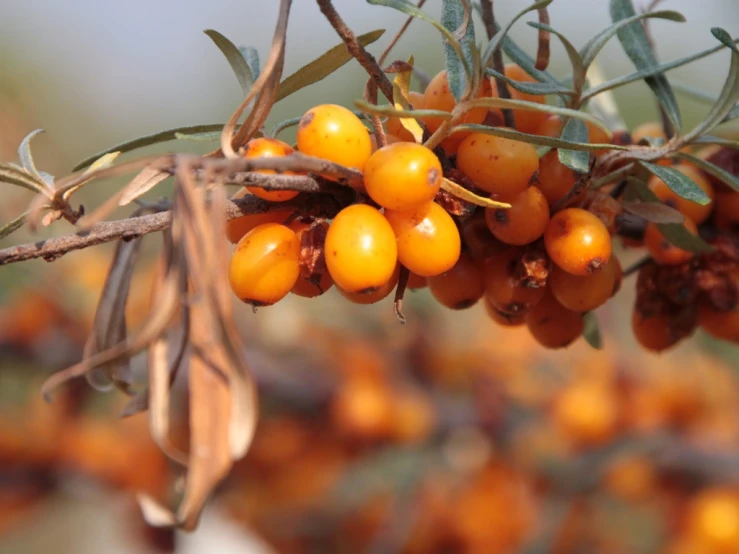 an image of some berries on a tree nch