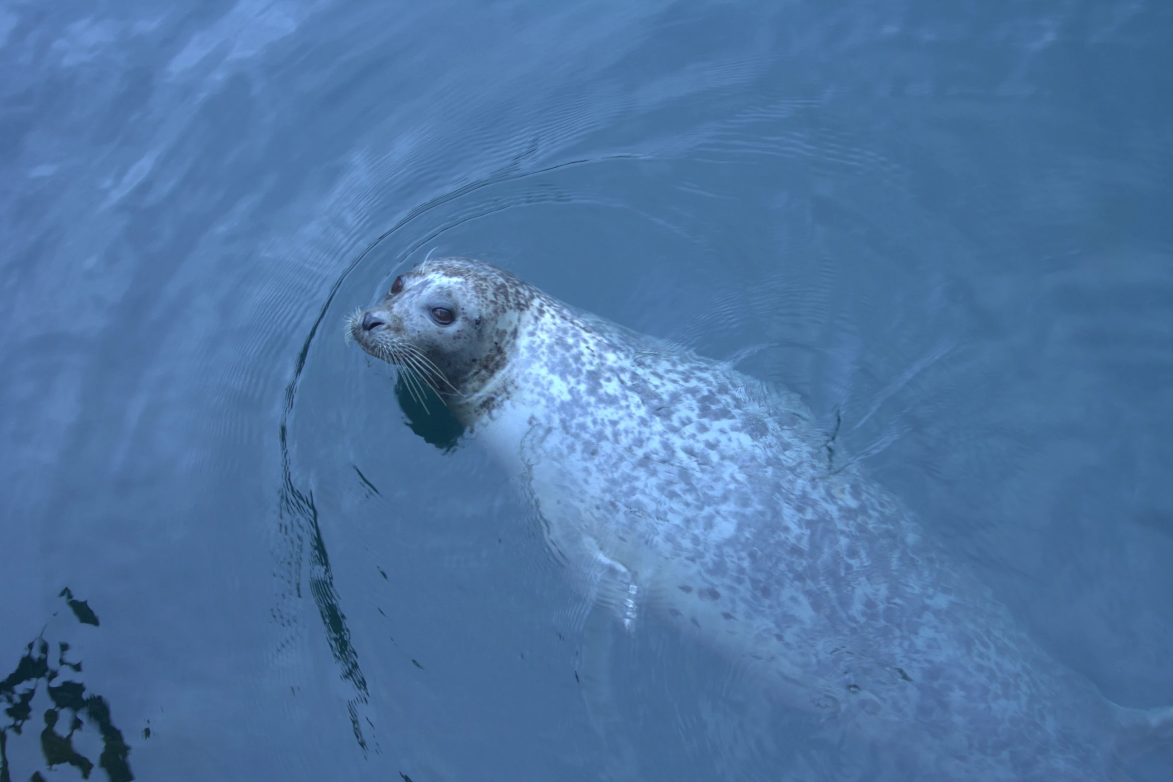 an animal floating in the water with it's nose sticking out