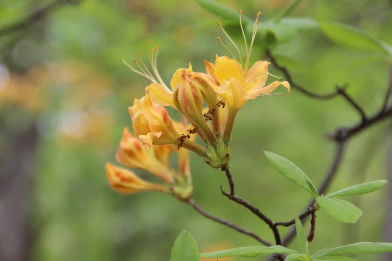 a yellow flower that has leaves on it