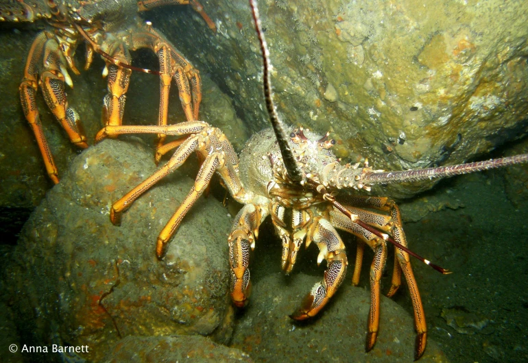 a lobster hanging on to a rock in the ocean