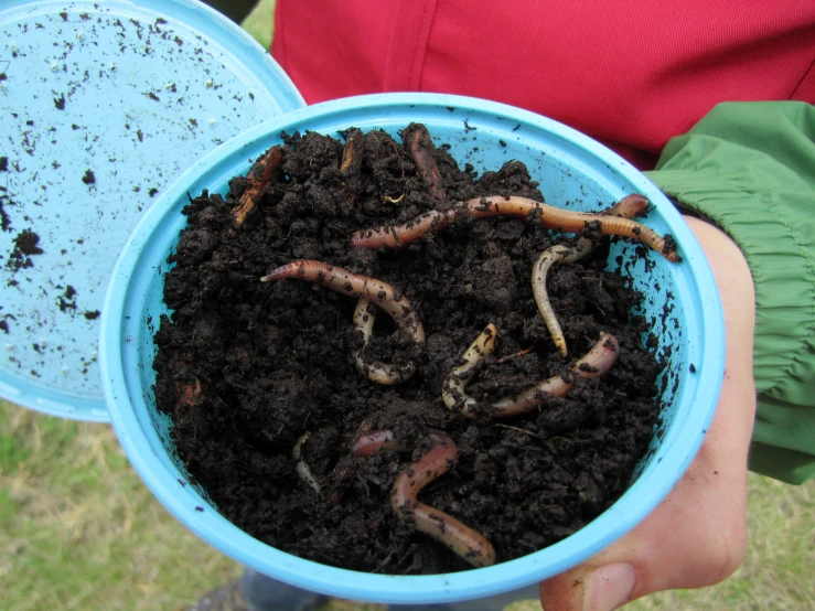 a blue bowl filled with dirt and some bugs