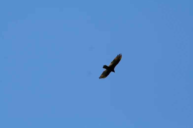 a bird flying through a cloudless blue sky