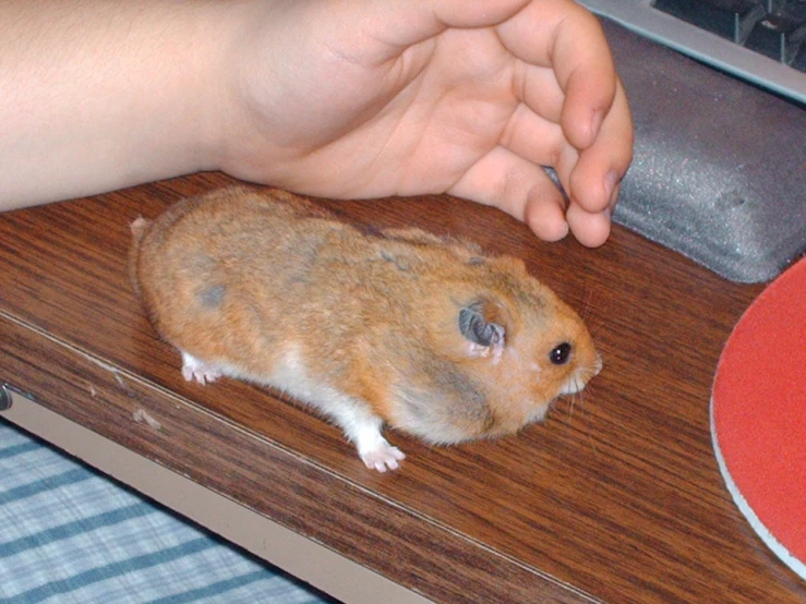 a small rodent being petted by someones hand