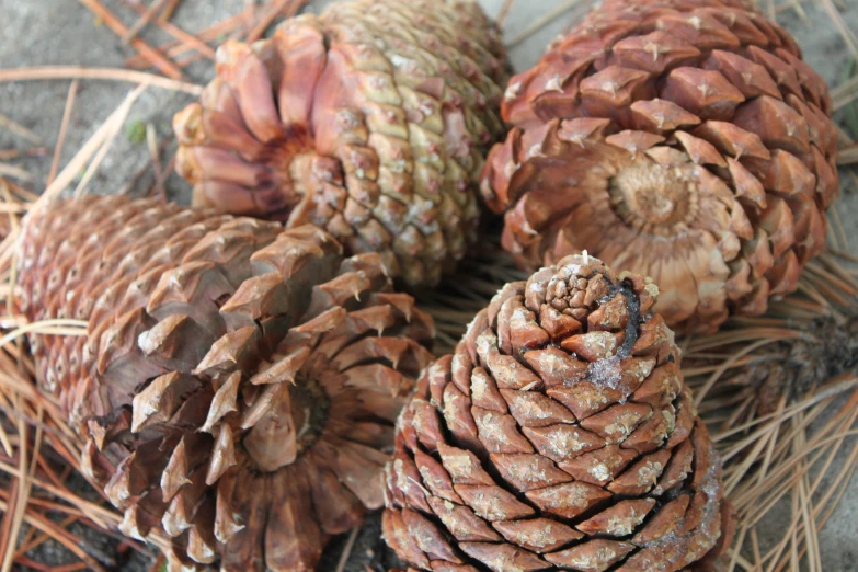 three cones that are sitting on some dry grass