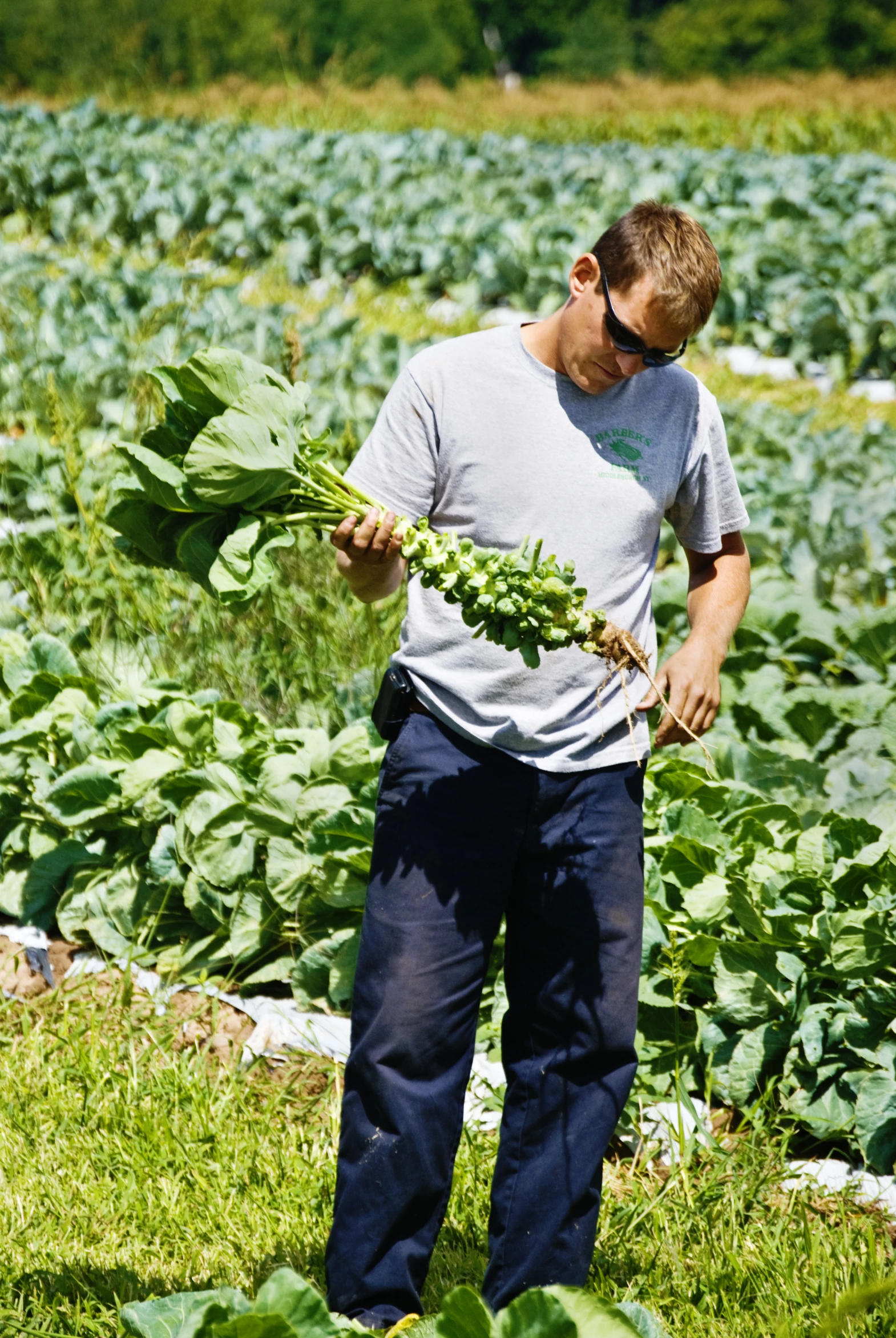 a person stands in a field with many plants