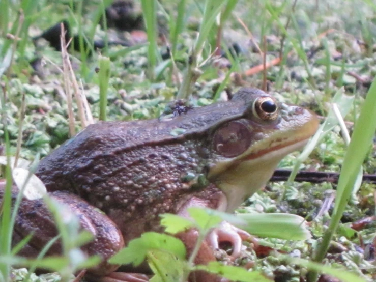 frog sitting in grass looking at the camera