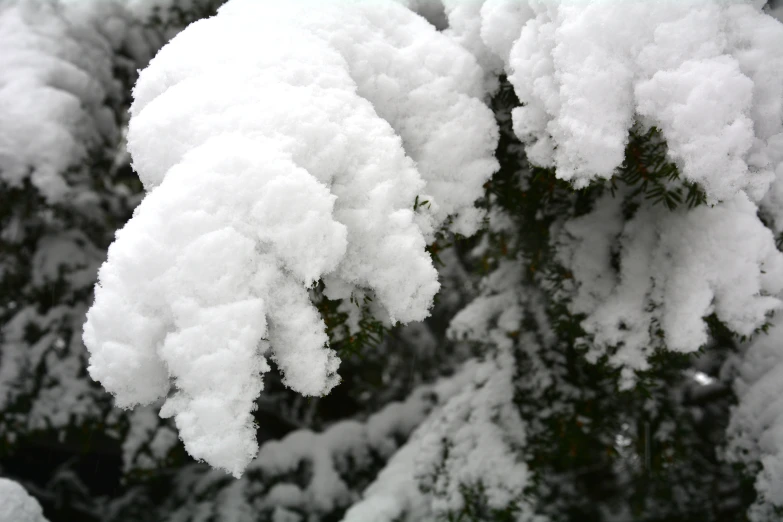 snow - covered tree nches showing signs of freezing in the winter
