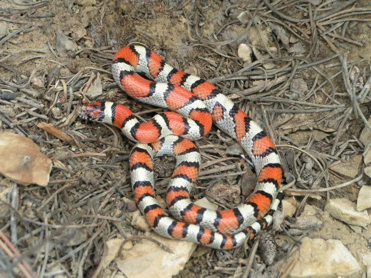 a black, orange and white striped snake on the ground