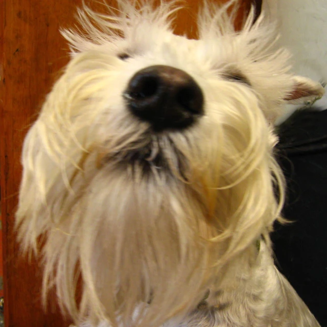 a dog is looking forward in the mirror