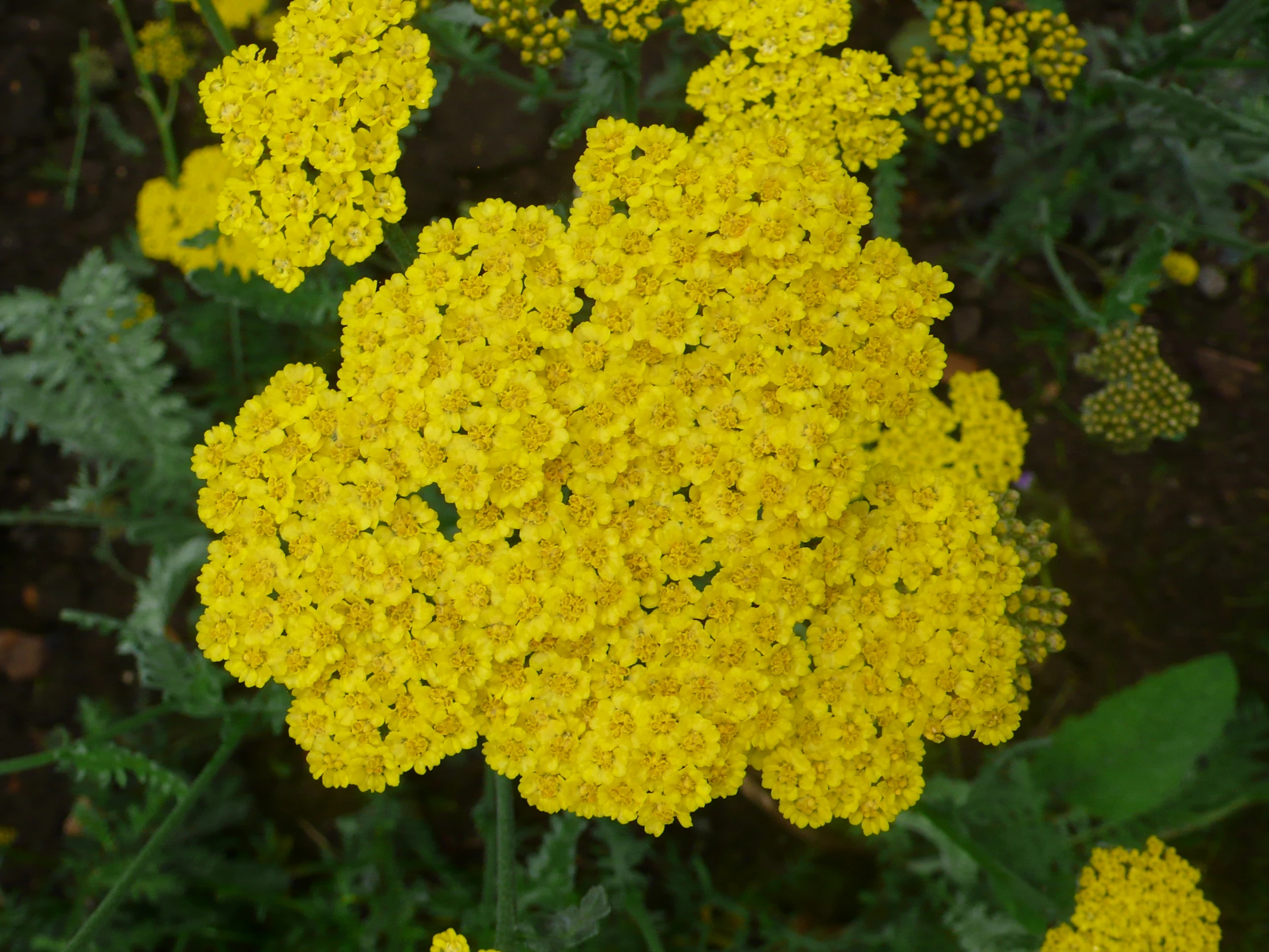 a group of yellow flowers sitting next to each other