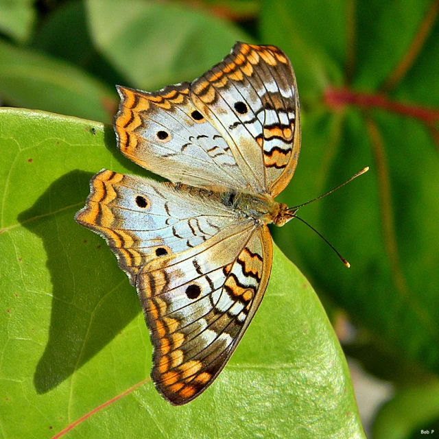 two erflies are sitting on green leaves