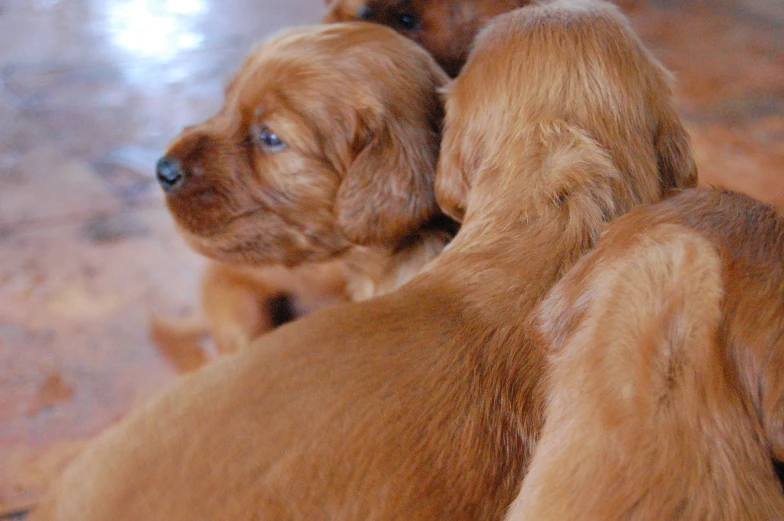 an adorable brown puppy looking back while sitting