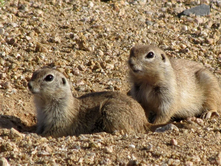 a couple of animals that are in the dirt