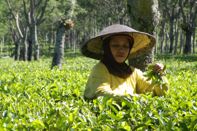 a woman is holding up some leaves in a field