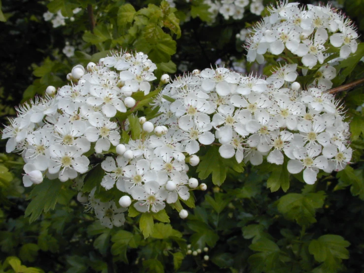 large white flowers with white stamens on them