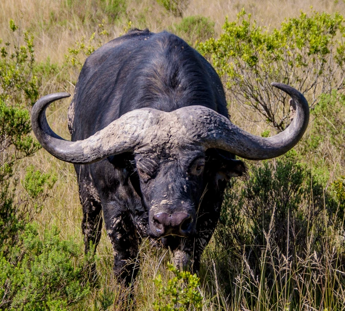 an animal with very big horns stands in a field