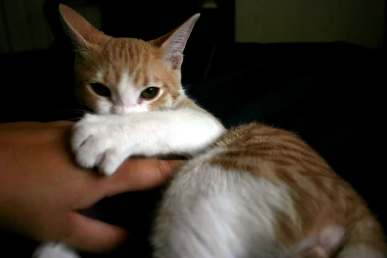 a kitten being held up in the palm of a human