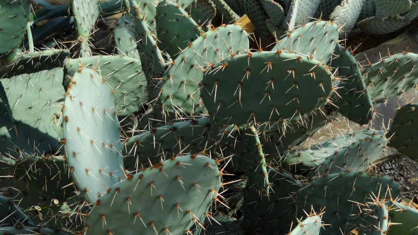 some cactuses in a very small group of trees