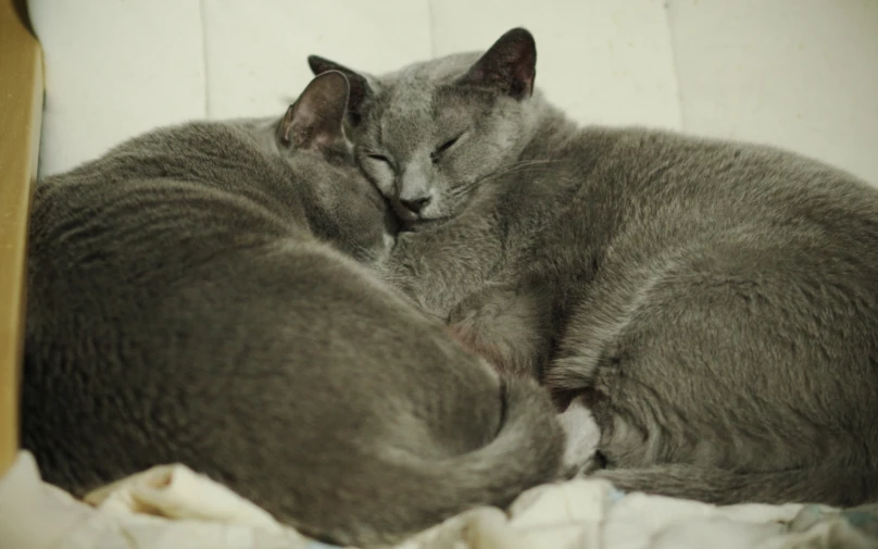 two grey cats are sleeping next to each other